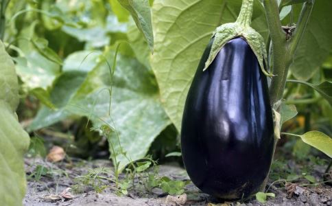 四種調(diào)理月經(jīng)不調(diào)的食療方 讓月經(jīng)聽話