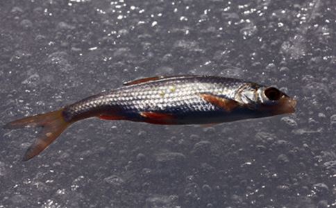 鱸魚怎么吃補腎效果最好 鱸魚的做法