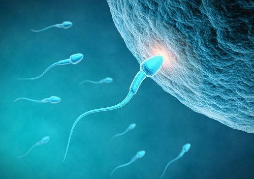 精子在女性體內能存活多久 精子攝入女性體內存活時間一覽