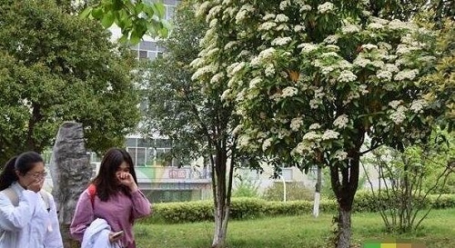 石楠花的味道女生聞了為什么會(huì)害羞 種植石楠花有什么好處