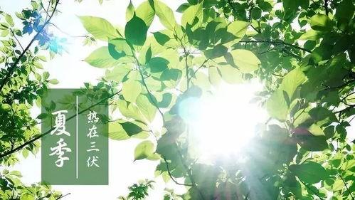 三伏天怎么排濕氣寒氣 盤點三伏天排濕寒的四種方法