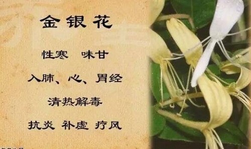 金銀花的副作用太大了什么意思 盤點服用金銀花帶來的五大身體危