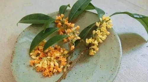 哪三種人堅決不能吃桂花 長期喝桂花可以排毒潤肺功效