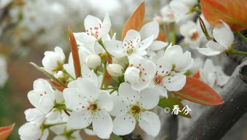 夫妻什么節(jié)氣不宜同房 春分節(jié)氣能不能同房