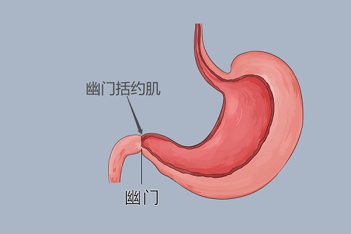 括約肌是什么部位 括約肌是什么結構