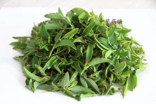 酸棗芽茶的功效和作用是什么 酸棗芽茶屬于涼性還是溫性