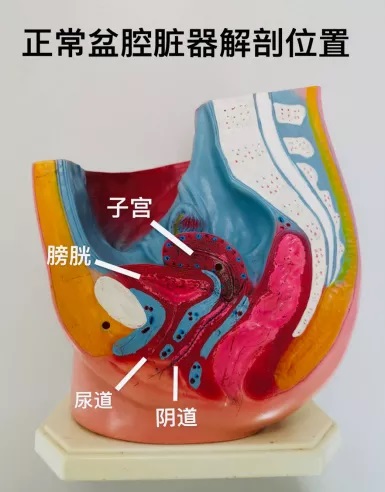女生愛愛出現(xiàn)尿意是為什么 女生性愛時(shí)有尿意是什么原因