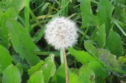蒲公英對(duì)男人性功能有什么作用 蒲公英對(duì)男人性功能有好處嗎