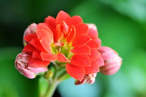 長壽花為什么致癌 長壽花致癌是否準確