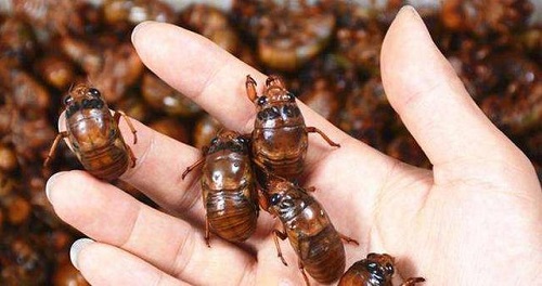 金蟬的營養價值是什么 女性吃金蟬有什么好處