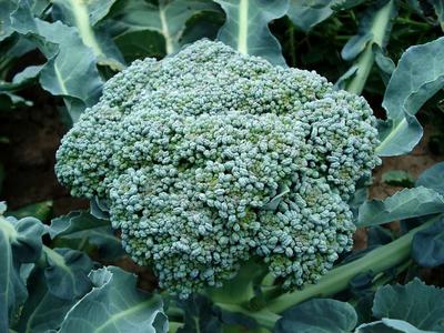 排名第一最強(qiáng)護(hù)肝食物有哪些 最強(qiáng)護(hù)肝食物是什么