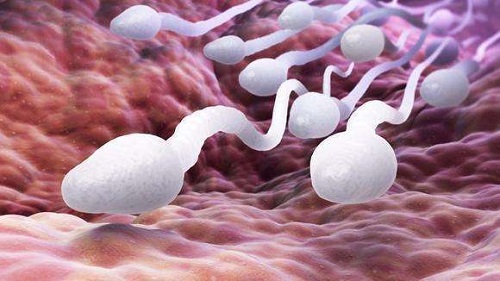 男人的精子對女人有什么好處 男人精液正常的表現是什么