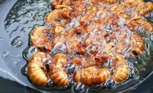 知了猴的營(yíng)養(yǎng)價(jià)值是什么 吃知了猴需要注意什么