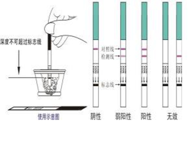 排卵試紙可以測懷孕嗎 排卵試紙測懷孕怎么看
